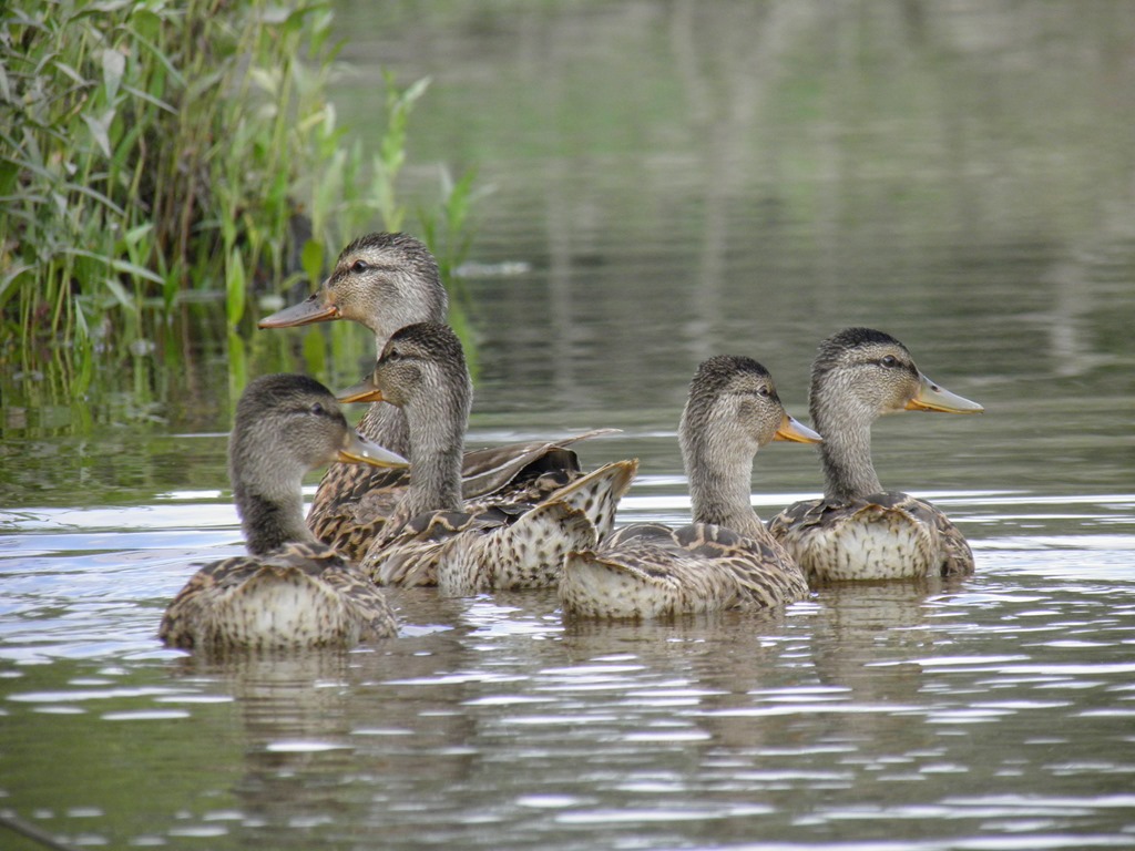 ducks river